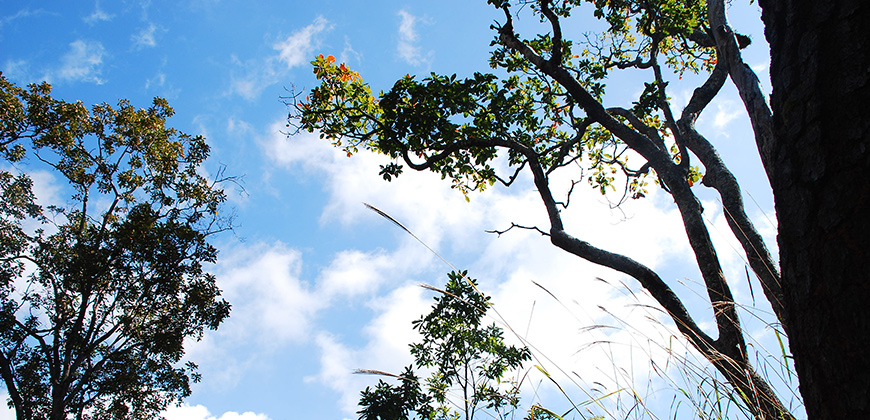 3 DAYS 2 NIGHTS TREK DOI INTHANON AREA